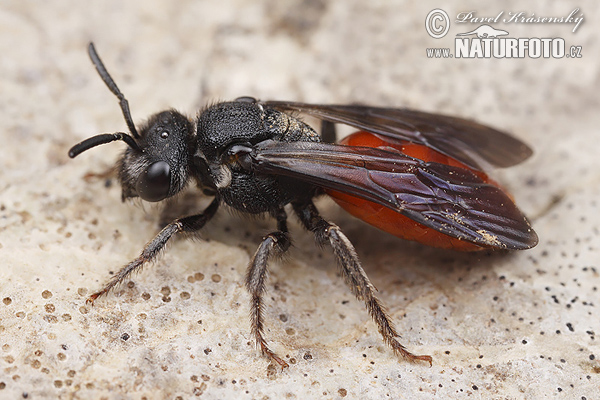 Sphecodes albilabris