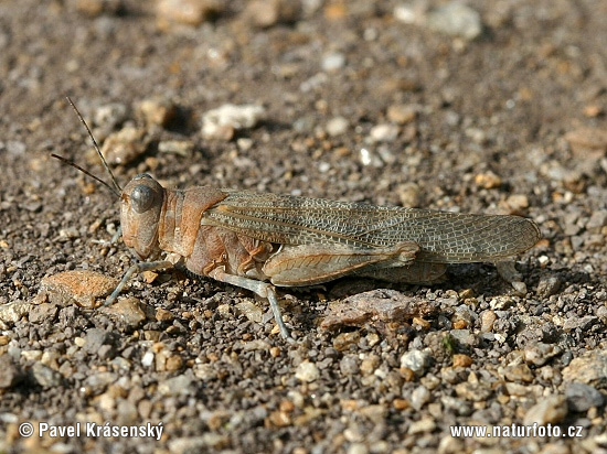 Sphingonotus caerulans