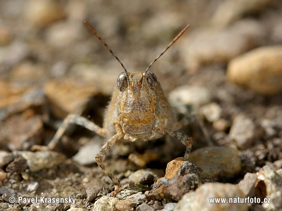 Sphingonotus caerulans