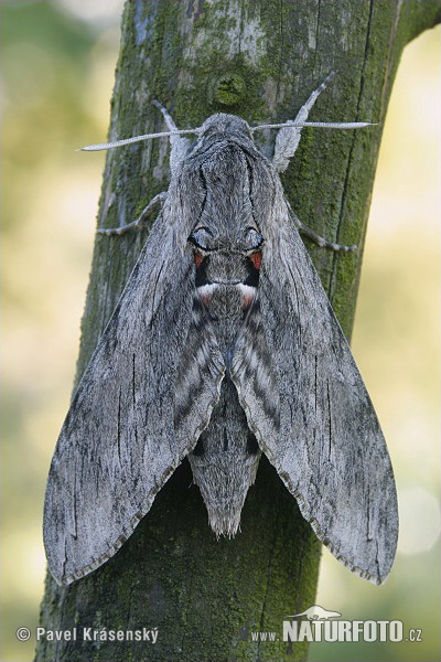 Sphinx du liseron