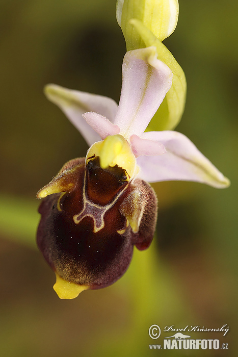 Spider-orchid (Ophrys holoserica subsp. holubyana)