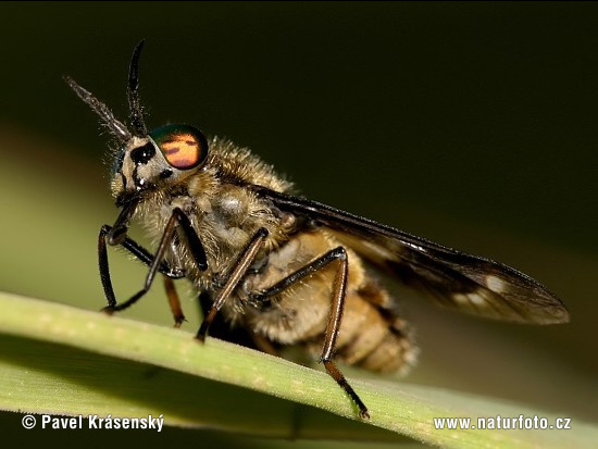 Splayed Deerfly (Chrysops caecutiens)