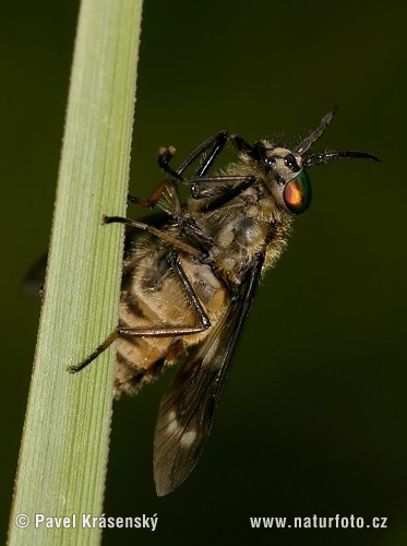 Splayed Deerfly (Chrysops caecutiens)