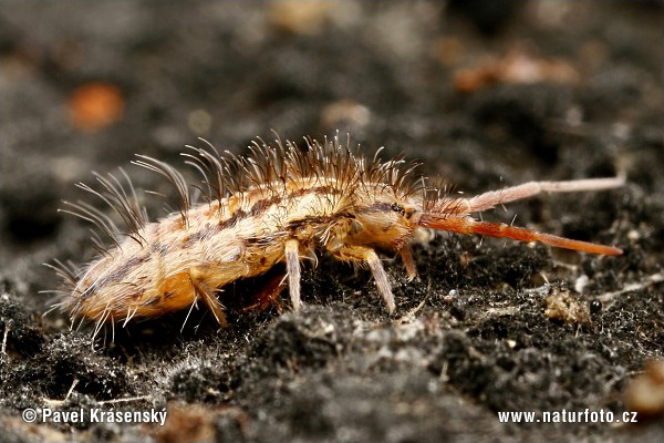 Springtail (Orchesella flavescens)