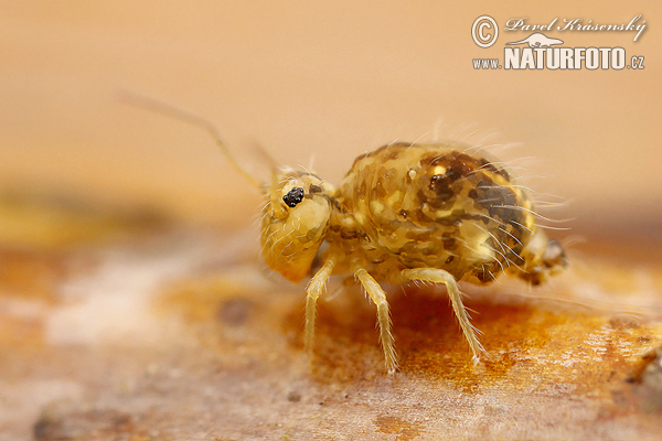 Springtail