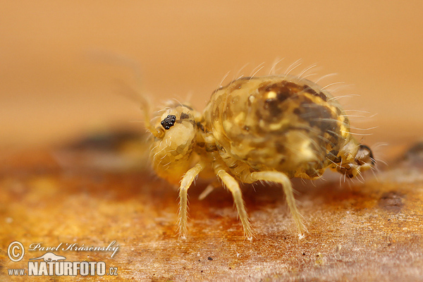 Springtail