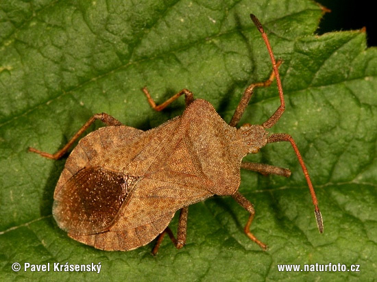 Squash Bug (Coreus marginatus)