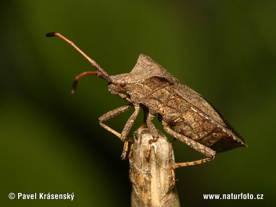 Squash Bug (Coreus marginatus)