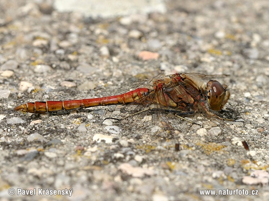 Steenrode heidelibel