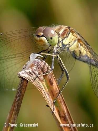 Steenrode heidelibel