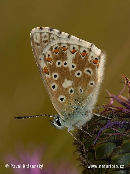 Stepinis melsvys