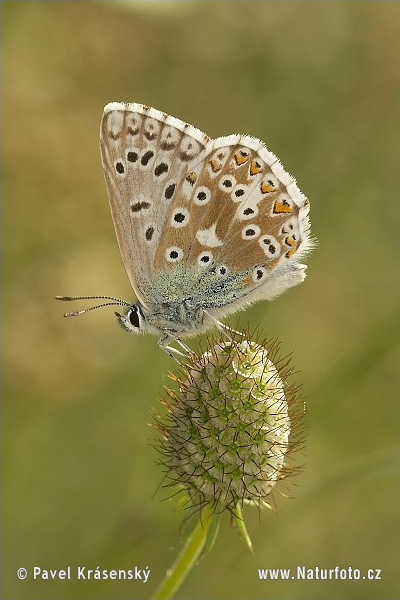 Stepinis melsvys