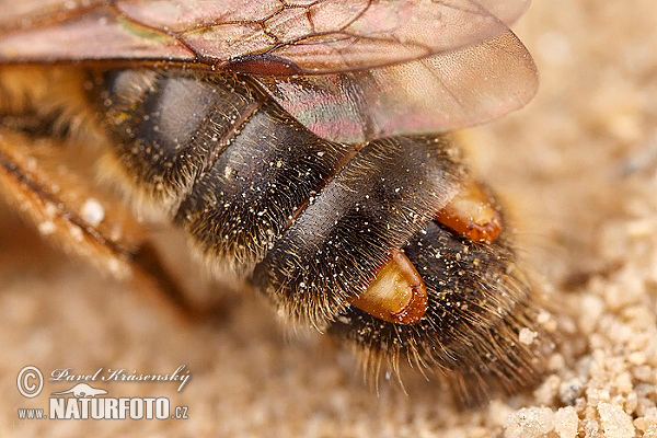 Strepsiptera