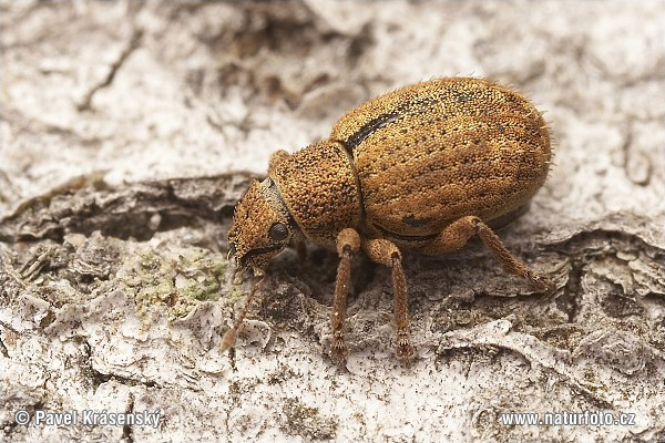 Strophosoma melanogrammum