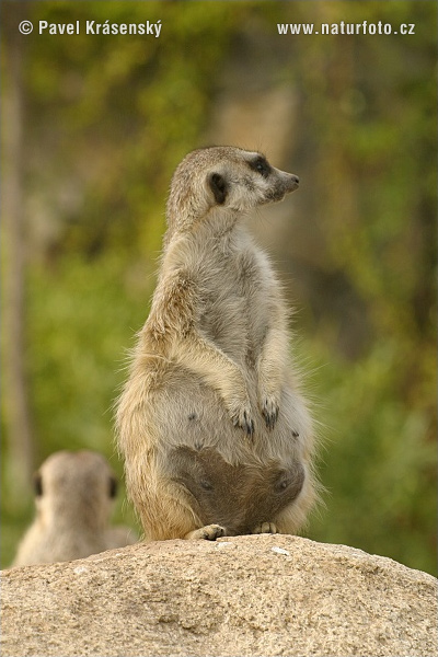 Suricata