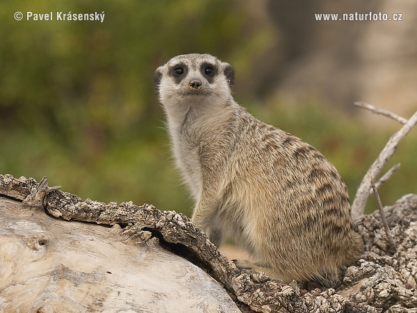 Suricata suricatta