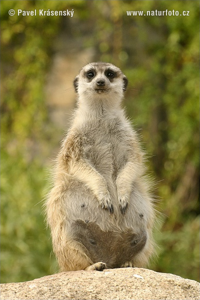 Suricate