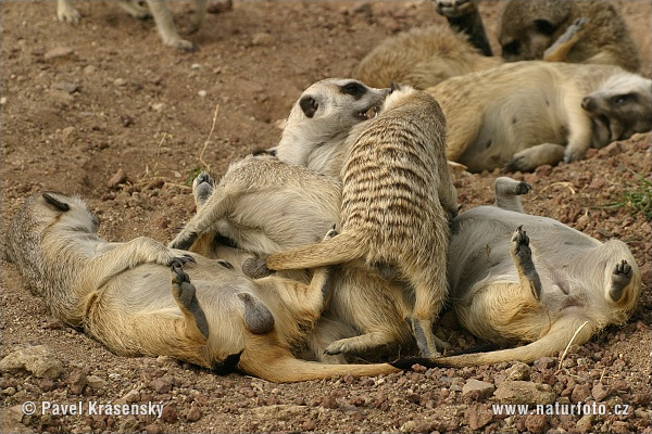 Suricate