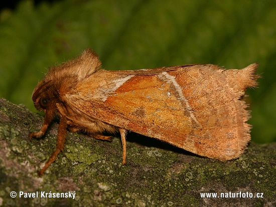 Sylvine papillon