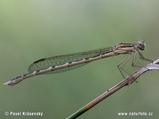 Sympecma fusca