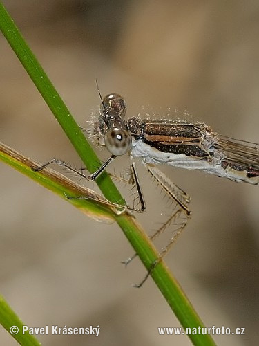 Sympecma fusca