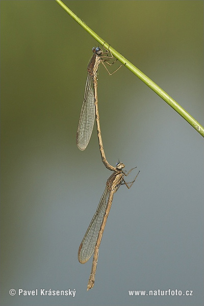 Sympecma fusca