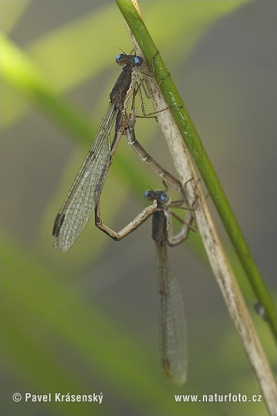 Sympecma fusca