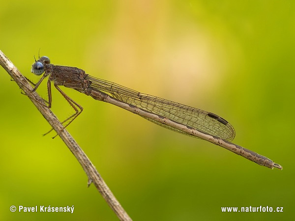 Sympecma paedisca