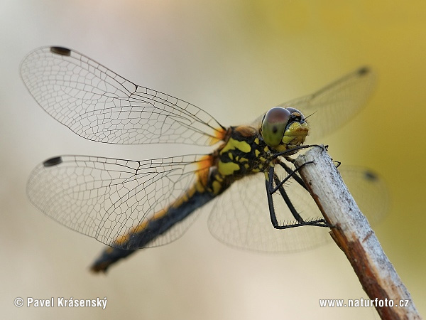 Sympetrum danae