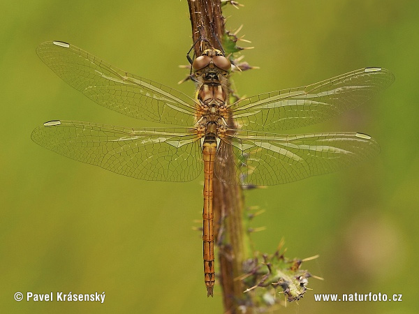 Sympetrum danae