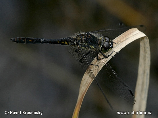 Sympetrum danae