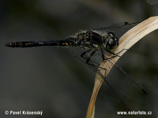 Sympetrum danae