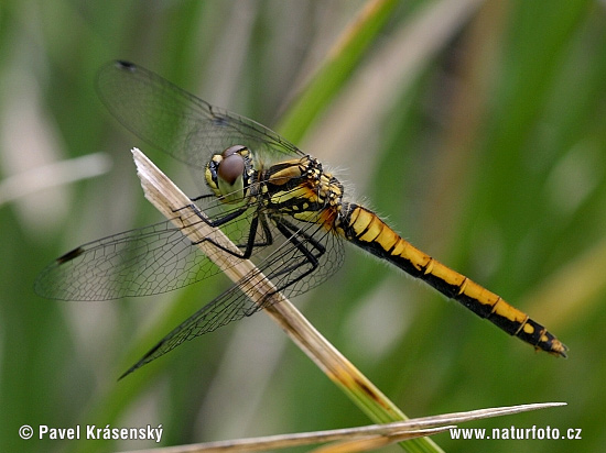 Sympetrum danae