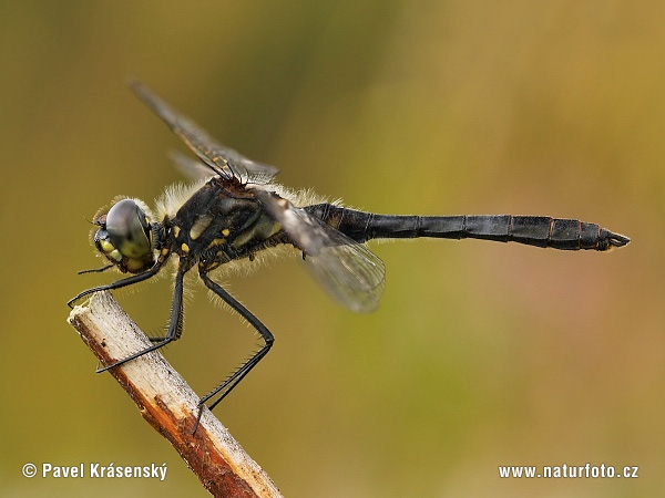 Sympetrum danae