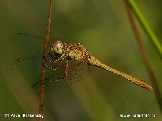 Sympetrum meridionale