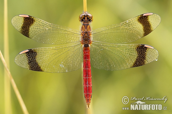 Sympetrum pedemontanum