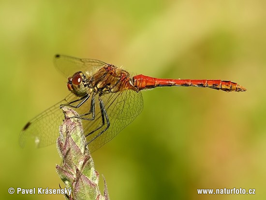 Sympetrum sanguineum