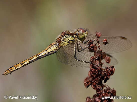 Sympetrum vulgatum