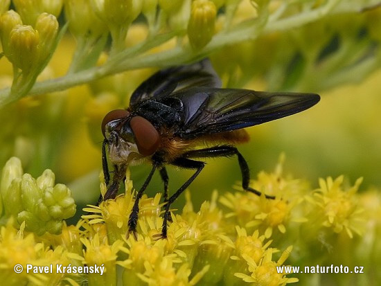 Tachinid Fly (Phasia hemiptera)