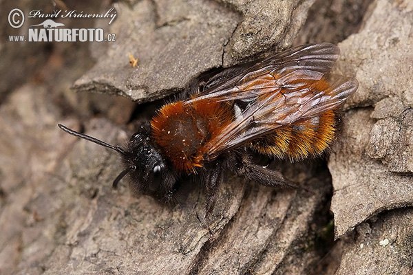 Tawny mining bee (Andrena fulva)