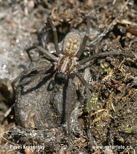 Tegenaria atrica