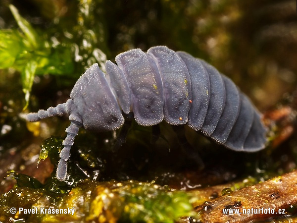 Tetrodontophora bielanensis