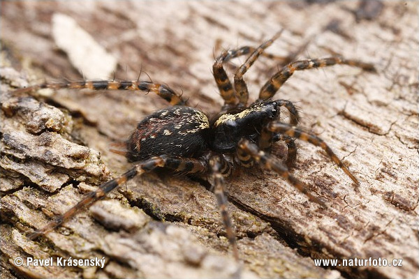 Textrix denticulata