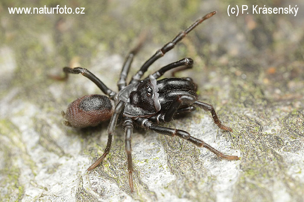The Purseweb spider (Atypus affinis)