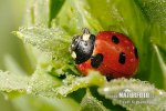 7-spot Ladybird Beetle