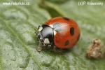 7-spot Ladybird Beetle