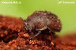 Aesalus scarabaeoides