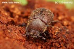 Aesalus scarabaeoides