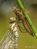Aeshna cyanea