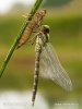 Aeshna cyanea